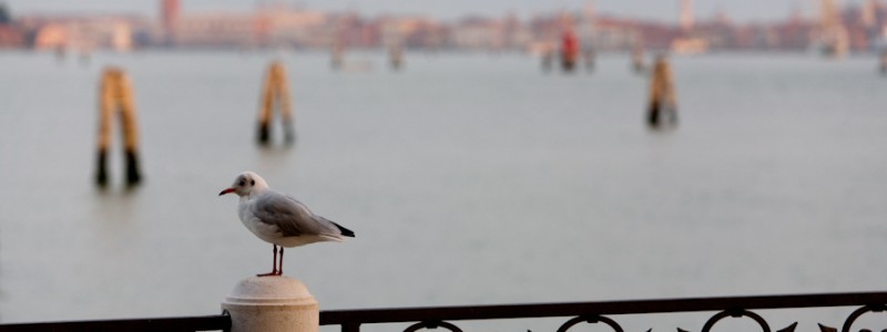 Venice - St Mark's basin at dawn, color landscape photo
